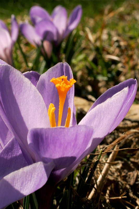 Crocus 2 